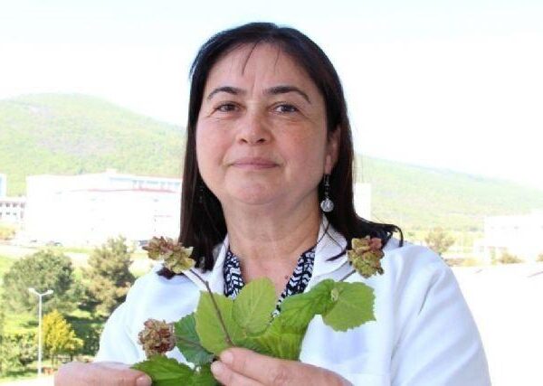 Fındık kozalakları-1