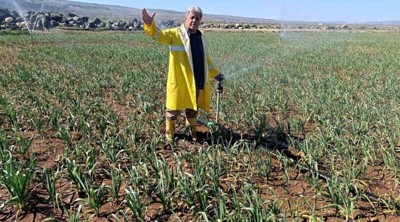 Gaziantep'te Kuraklık Endişesi: Araban Sarımsak Üreticileri İmkanlarıyla Sulamaya Başladı 1