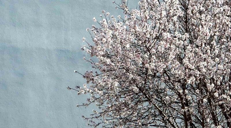 Muğla'da Küresel Isınma Etkisiyle Badem Ağaçları Erken Çiçek Açtı 10