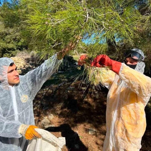Parazit sineklerin kullanımı-2