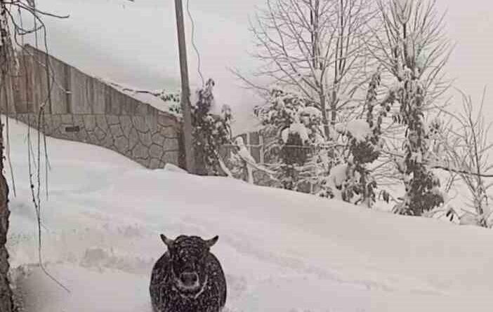 Rize'de Kaçan Boğa Mezrada Bulundu 2