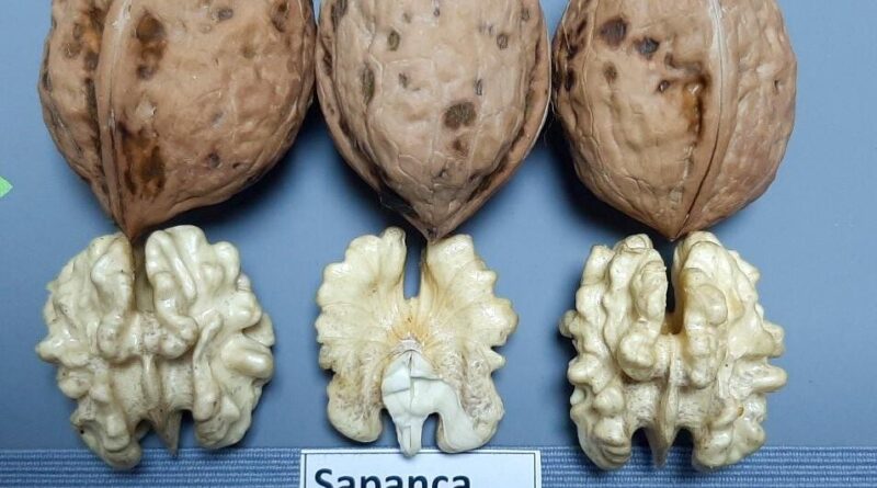 Sapanca Cevizi Türk Patent Kurumu'ndan Coğrafi İşaret Tescili Aldı 1