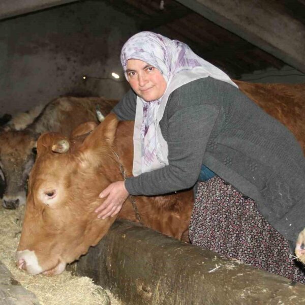 Satı Kara, hayvanlarını besliyor.-2