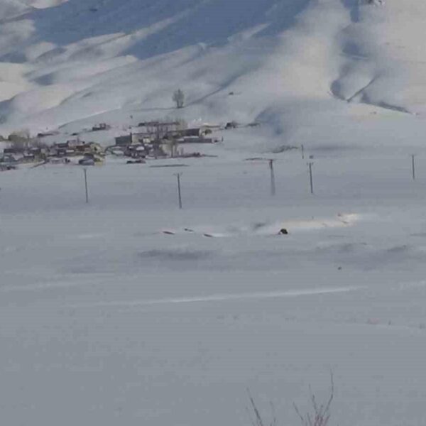 Tilkiler yerleşim yerlerine yakın bölgelere indi-3