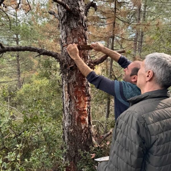 Uzman ekipler, kuraklık ve hastalık şüphesiyle alınan örnekleri laboratuvarda inceliyor-2