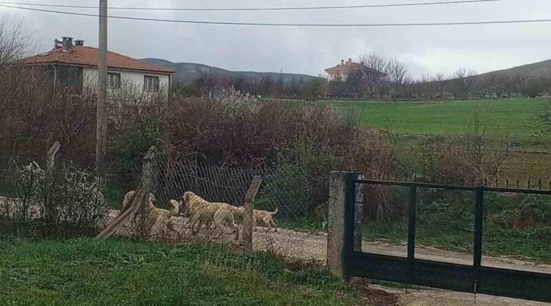 Akpınar halkı başıboş köpeklerden tedirgin 1