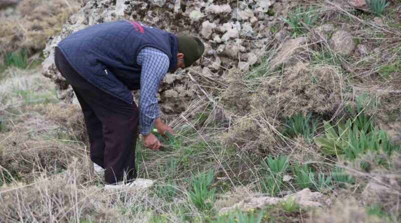 Dağlarda çiriş otu bereketi 1