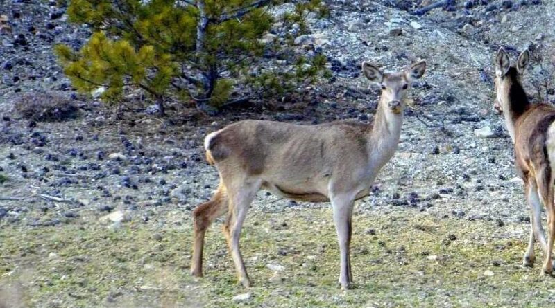 Erzincan’da iki kızıl geyik havadan görüntülendi 1
