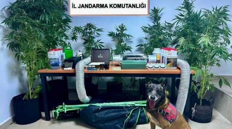 Evini uyuşturucu bahçesine çevirmiş 1