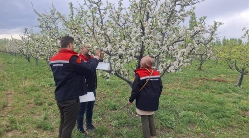Iğdır'da meyve ağaçları kurulan tuzaklarla korunuyor 1
