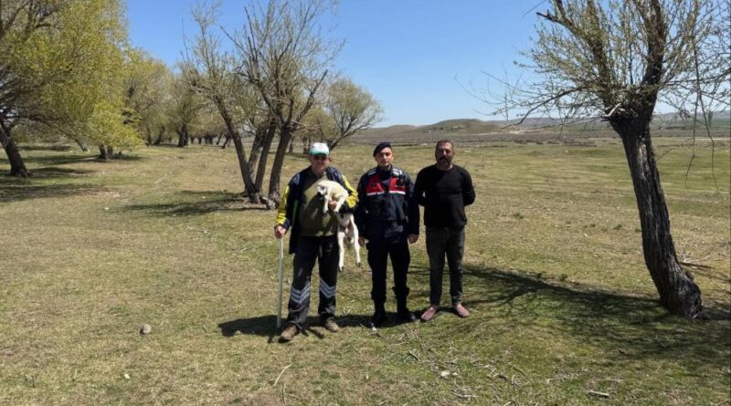 Kayıp küçükbaş hayvanı jandarma buldu 1