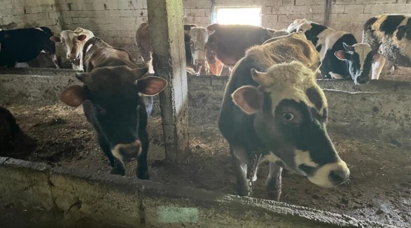 Kırklareli'nde 12 kaçak hayvan yakalandı 1