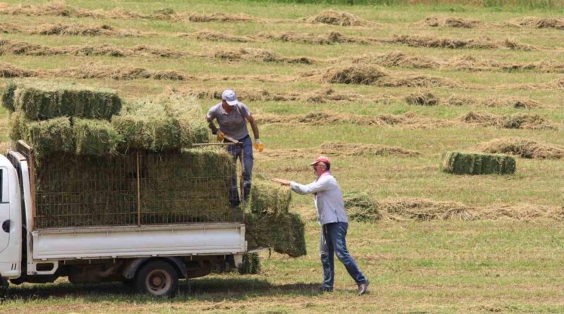 Saman fiyatları 3 ayda yüzde 18,4 yükseldi 1