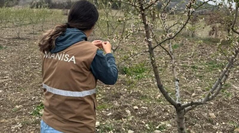 Selendi’de zirai don için hasar tespit çalışmaları başladı 1