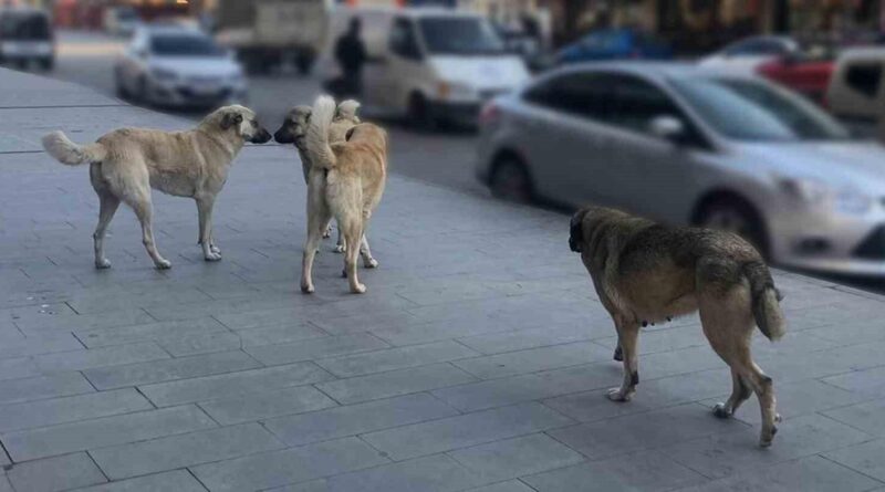 Tercan’da vatandaşlar başıboş köpeklerden muzdarip 1