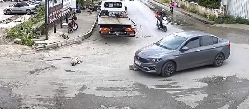 Vicdansız sürücü köpeği ezdi, arkasına bile bakmadı 1