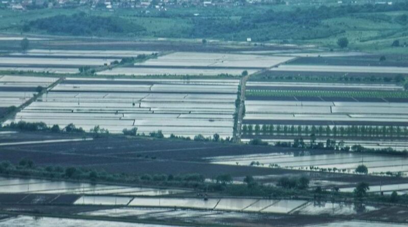 2025 sezonunda çeltik ekimine sınırlama uygulanacak 1