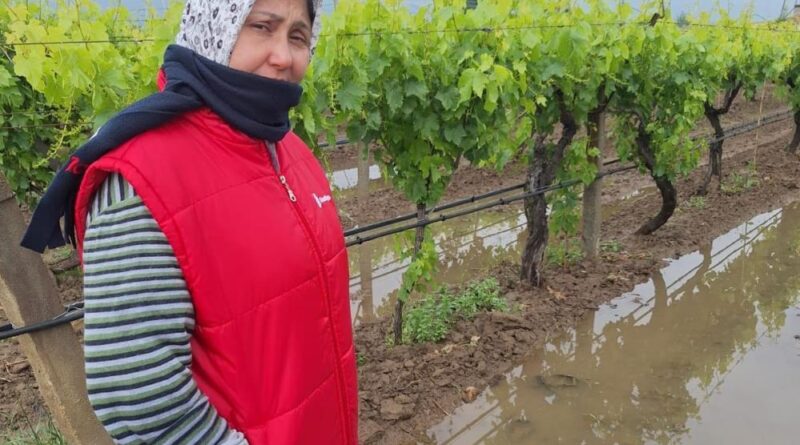 Bahar yağmurları üreticiyi sevindirdi 9