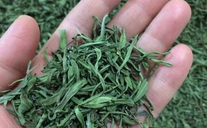 Bayburt’ta yüzde 70 devlet katkılı ‘Tarhun’ fidesi dağıtılacak 7