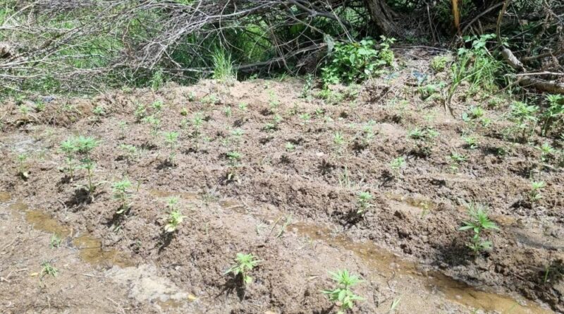 Bingöl’de 330 kök kenevir ele geçirildi 1