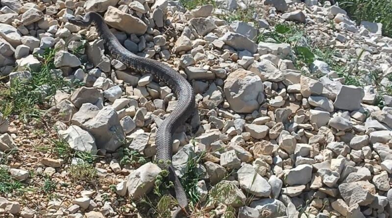 Engerek yılanı Kahramanmaraş'ta da görüntülendi 5