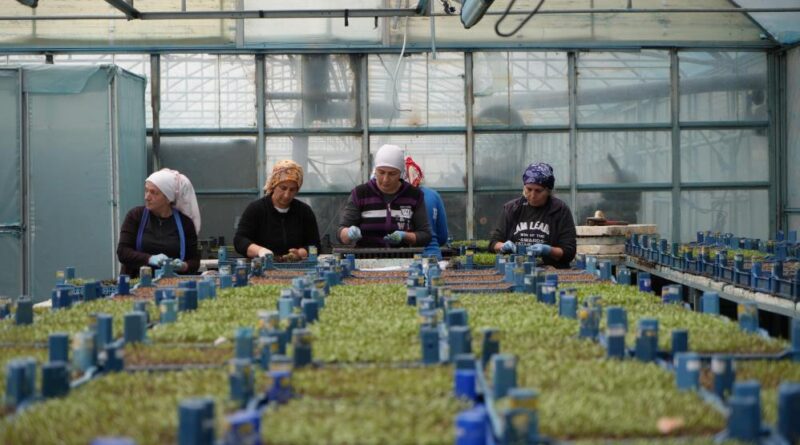Erzincan seracılıkta hedefini büyütüyor 9