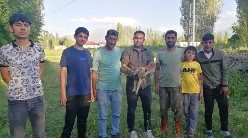 Iğdır’da yardıma muhtaç halde bulunan tilki doğal yaşamına kavuşturuldu 1