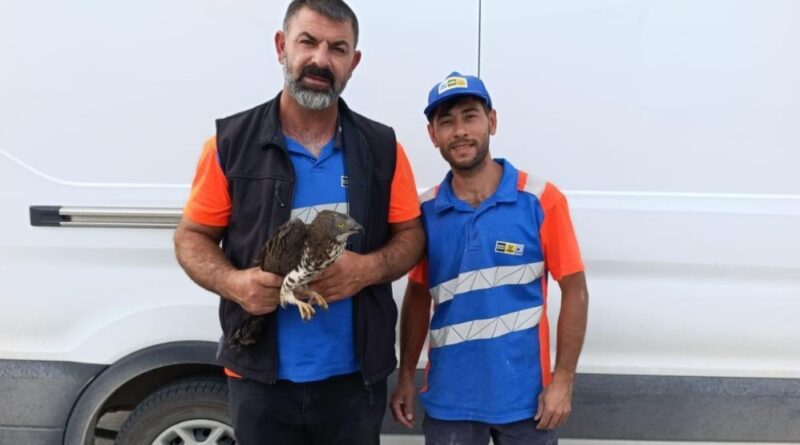 Karapınar'da yaralı kızıl şahine şefkat eli 1