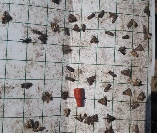 Manisa’da meyve üreticilerine ‘iç kurdu’ uyarısı 1