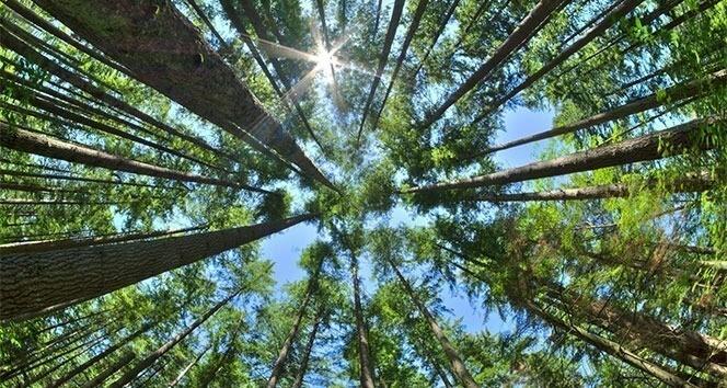 15 Eylül’e kadar ormanlara girişler yasaklanacak