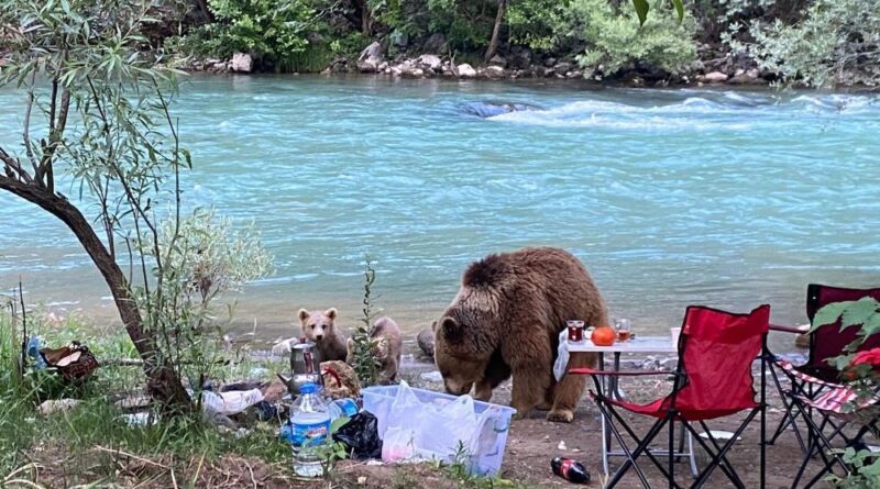 Anne ayı ve yavruları piknik sofrasına konuk oldu 1