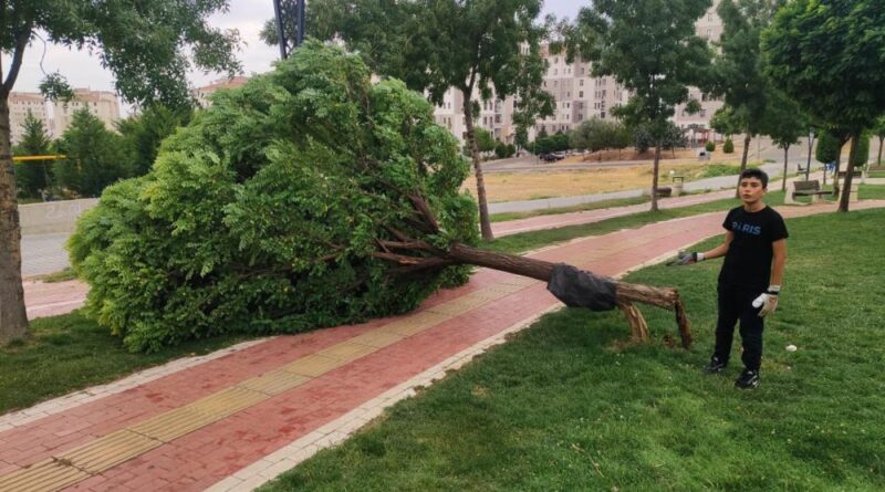 Batman'da rüzgar ağacı yerinden söktü 1