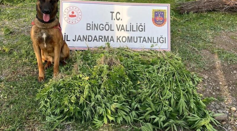 Bingöl'de 4 günde 14 bin 933 kök kenevir ele geçirildi 1