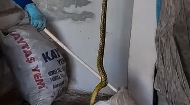 Evinde kakaladığı 2 metrelik yılanı zarar vereden alıp doğaya bıraktı 1