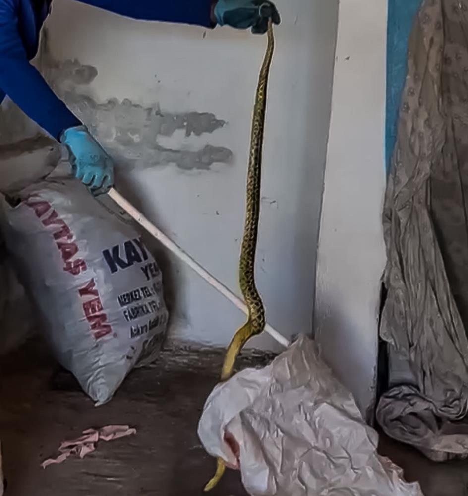 Evinde kakaladığı 2 metrelik yılanı zarar vereden alıp doğaya bıraktı