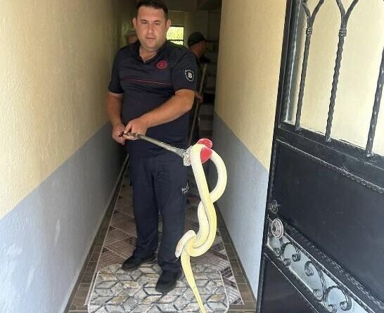 Gönen'de eve giren yılan paniğe neden oldu 1