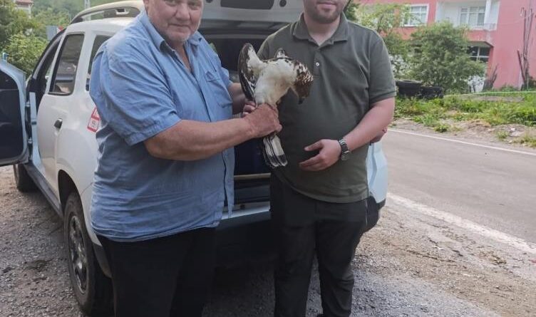 Kastamonu’da yaralı halde bulunan şahin, tedavi altına alındı 1