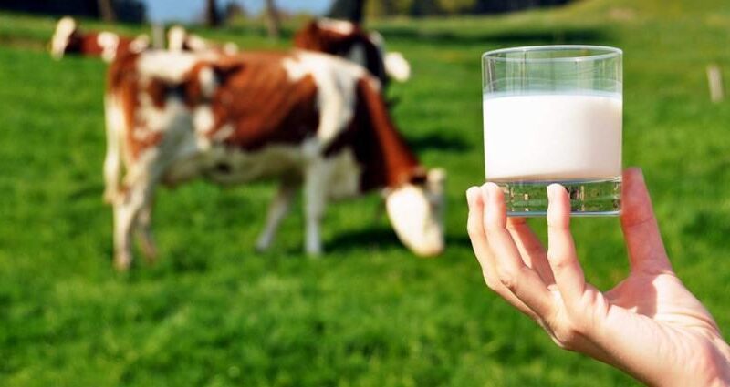 Ticari süt işletmelerince 981 bin 10 ton inek sütü toplandı 7
