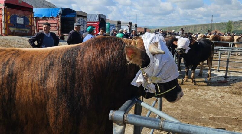 Yozgat genelindeki hayvan pazarları tedbir amaçlı kapatıldı 1