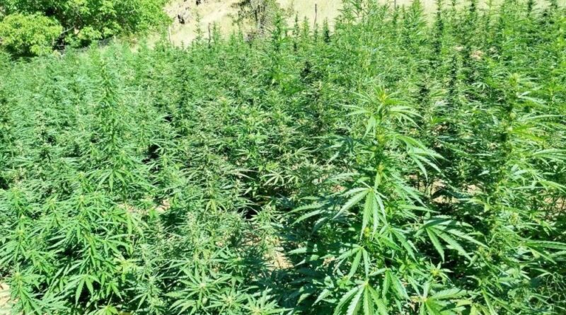 Bingöl’de bin 400 kök kenevir bitkisi ele geçirildi 1