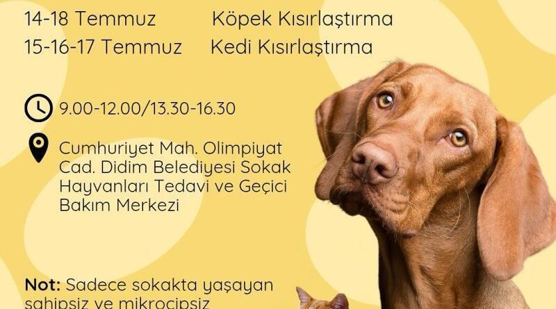 Didim Belediyesi’nden sokak hayvanlarına ücretsiz kısırlaştırma hizmeti 1
