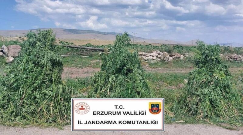 Erzurum'da 401 bin 676 kök kenevir imha edildi 1
