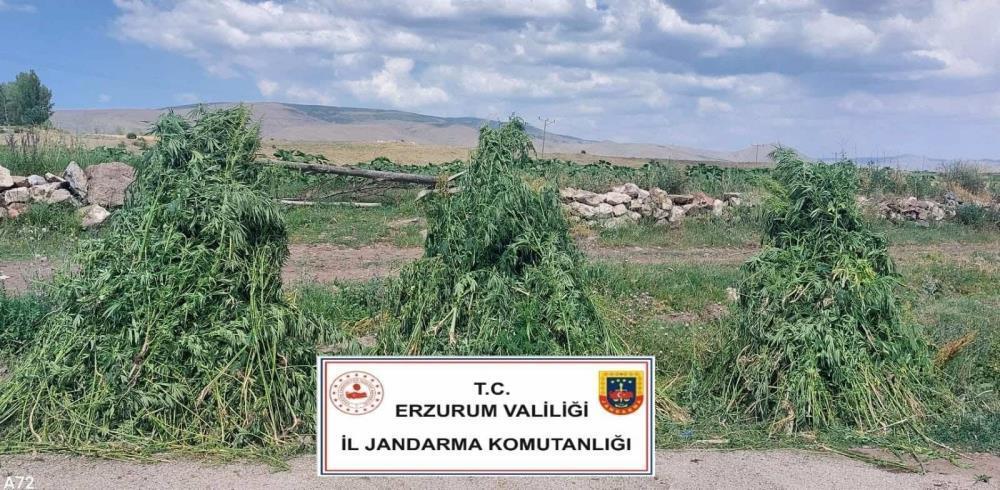 Erzurum’da 401 bin 676  kök kenevir imha edildi