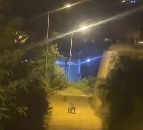 Gümüşhane'de ayı şehir merkezinde görüntülendi 1