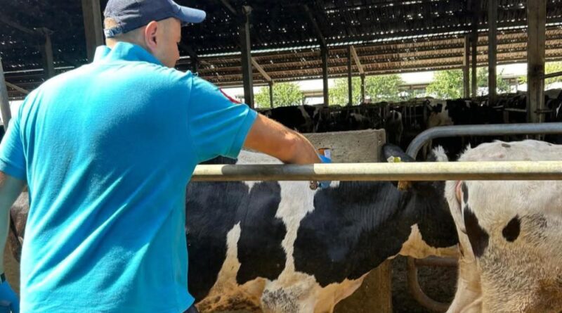 Hayrabolu'da şap hastalığına karşı aşılama çalışması başladı 1