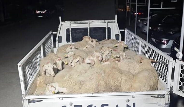 Hayvan pazarlığı hırsızlığa dönüştü, şahıslar kaçamadan yakalandı 1