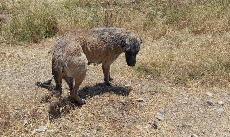 İtfaiye ekipleri kanala düşen köpeği kurtardı 1