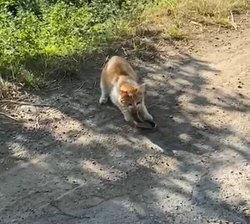 Kedinin yılanı avladığı anlar kamerada 1