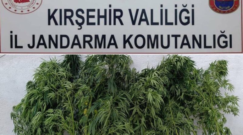 Kırşehir'de 48 kök kenevir ele geçirildi 1