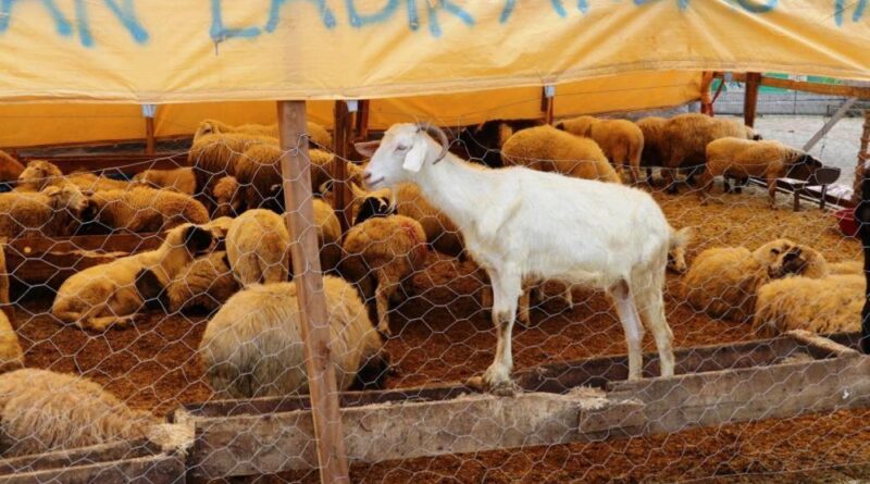 Samsun’da 492 bin ton hayvansal üretim planlanıyor 5